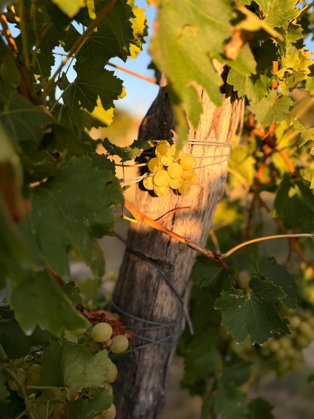 Grozd belog grožđa na suncu u vinogradu Vinea Montis